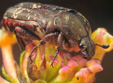 Premium Photo Close Up Shot Of A Various Species Of Leaf Beetles