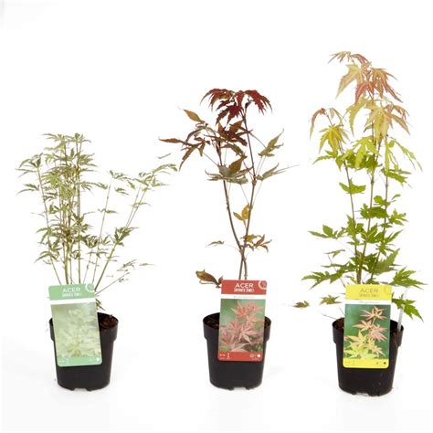 Yougarden Japanese Maple Acer Collection 105cm X 3 Qvc Uk