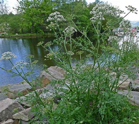 Hemlock Water Dropwort