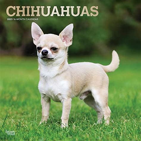 Chihuahuas 2023 12 X 24 Inch Monthly Square Wall Calendar Foil