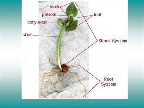 Vegetative Parts The Main Vegetative Organs Of Plants