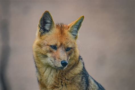 Andean Fox / Culpeo Lycalopex Culpaeus Stock Photo - Image of bolivia ...