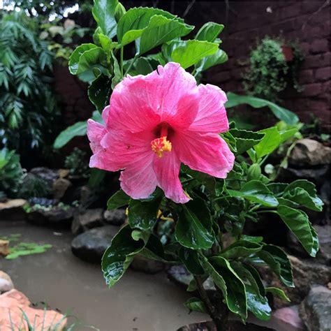 Hibiscus Lafrance Ubicaciondepersonas Cdmx Gob Mx