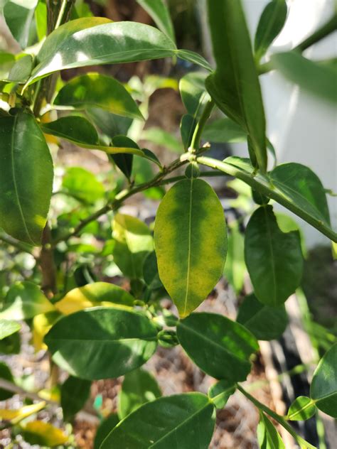 Forum: Yuzu leaves yellowing