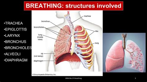 SOLUTION Breathing Gaseous Exchange And Respiration Summary Studypool