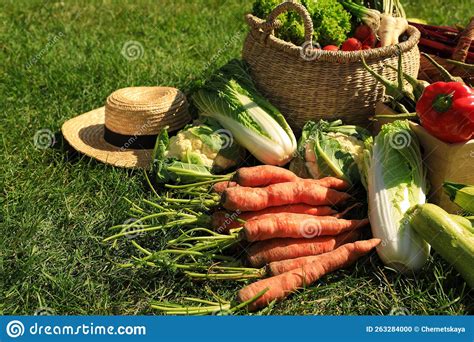 Diferentes Legumes Frescos Maduros Na Grama Verde Foto De Stock