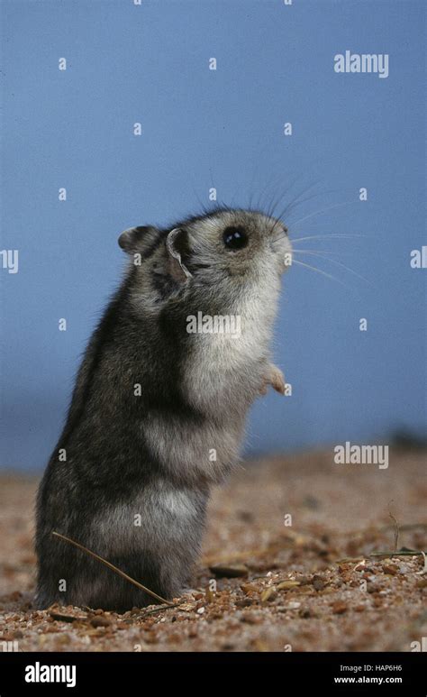 Zwerghamster hi-res stock photography and images - Alamy