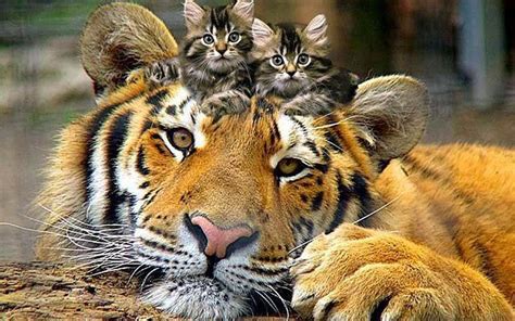 Pin By Cintia Grillo On Cativanti Funny Tiger Wild Cats Kittens Cutest