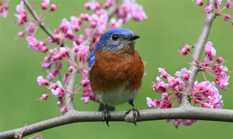 15 Eastern Bluebird Facts You Didn’t Know (2023) | World Birds