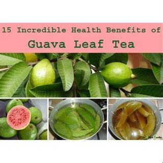 Herbal Dahon Ng Bayabas Guava Leaves With Freebies Fresh Healthy