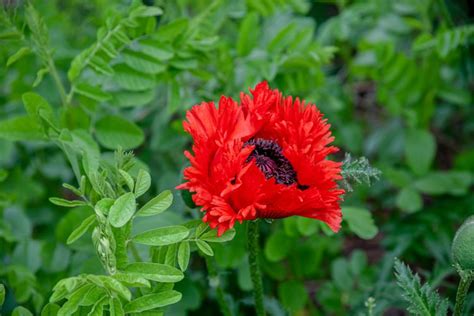 14 Beautiful Garden Poppies