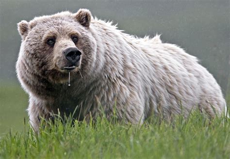 Denali National Park | Switchback Travel