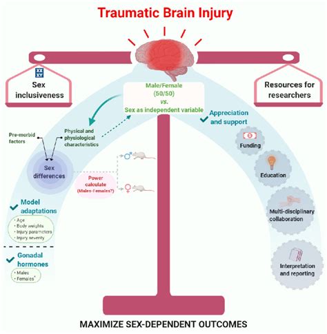 Traumatic Brain Injury And Sex Differences Striking A Balance