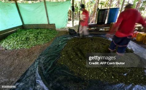 713 Coca Farm Stock Photos, High-Res Pictures, and Images - Getty Images