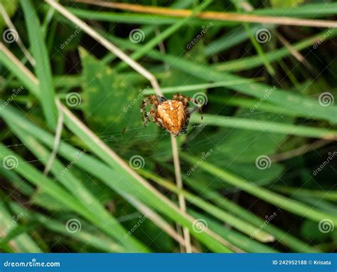 Ara A De Jard N Europeo Naranja Cruza Orbweaver Araneus Diadematus