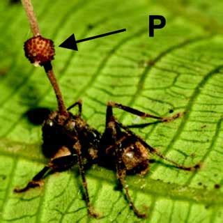 Fungus Makes Zombie Ants Do All the Work - Scientific American