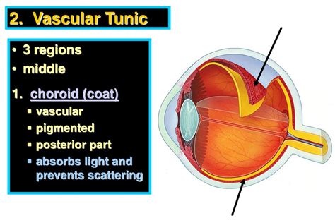 Eye Anatomy Ppt Download