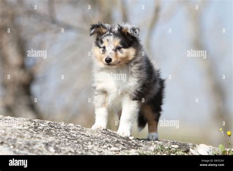 Perro Ovejero Shetland Pastor De Shetland Cachorro Merle Azul