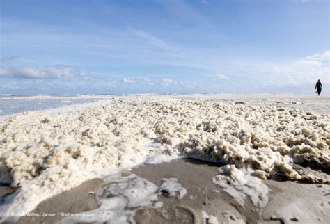 Pollution aux PFAS Des PFAS détectés dans l écume de mer le long de