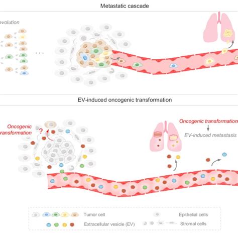 Metastatic Process A Metastatic Cascade During Metastasis Tumor Download Scientific