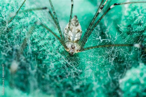 Giant House Spider Stock Photo | Adobe Stock