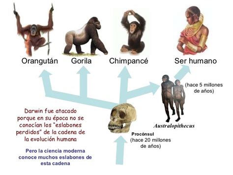 Evolución 3 Teorías evolutivas Teoria evolutiva Evolucion