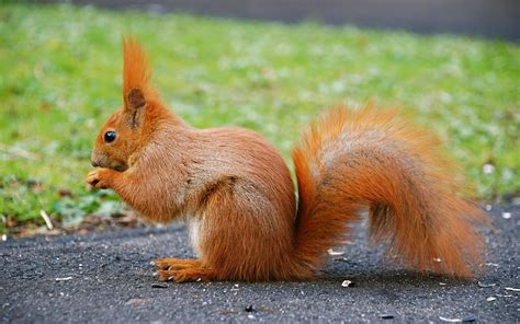 Wallpaper Cute animal, red squirrel, tail 2560x1600 HD Picture, Image