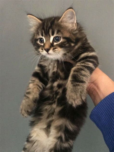 Beautiful Maine Coon Cross Kitten In Washington Tyne And Wear Gumtree