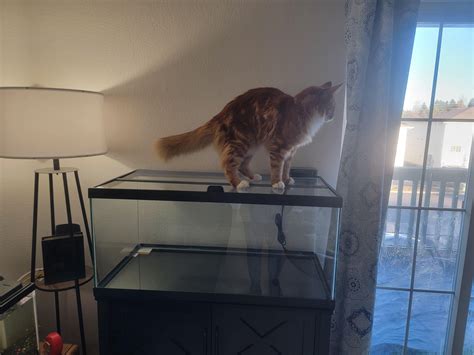 how do you keep cats off cars 3