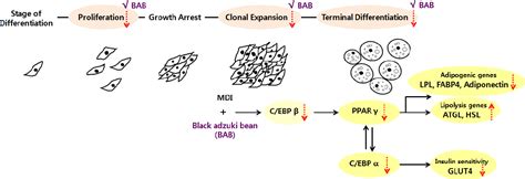 Figure 7 From Effects Of Black Adzuki Bean Vigna Angularis Extract On