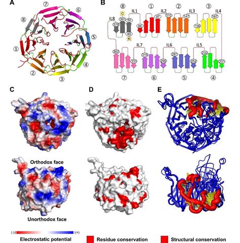 2 BamB β-propeller crystal structure characteristics (PDB: 5ayw). (A ... 