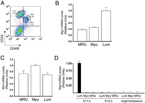 Expression Of Brg1 Brm And Wap In CD45 2 Ter119 2 CD31 2 Mammary