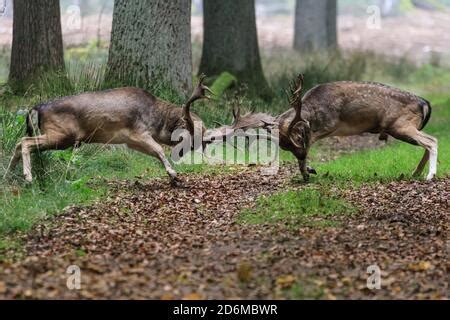 Duelmen NRW Germany 18th Oct 2020 Two Fallow Deer Bucks Dama Dama