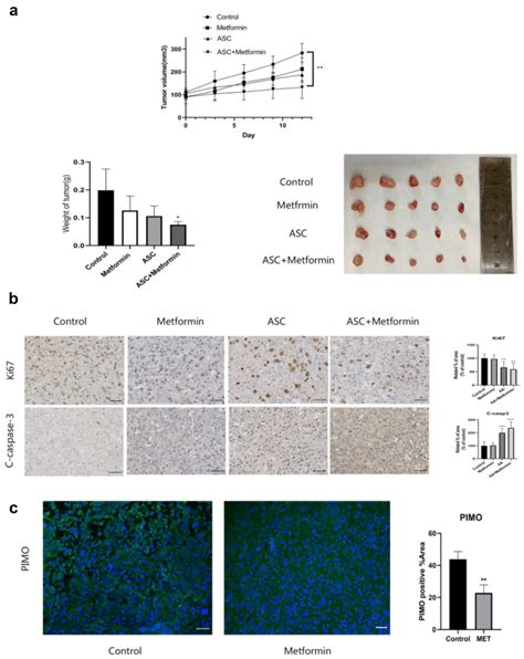 Mitochondrial Respiration Inhibitor Enhances The Anti Tumor Effect Of