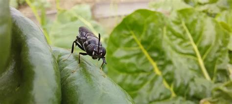 Cría de larvas de mosca en Balcarce la novedosa idea de un belga y un