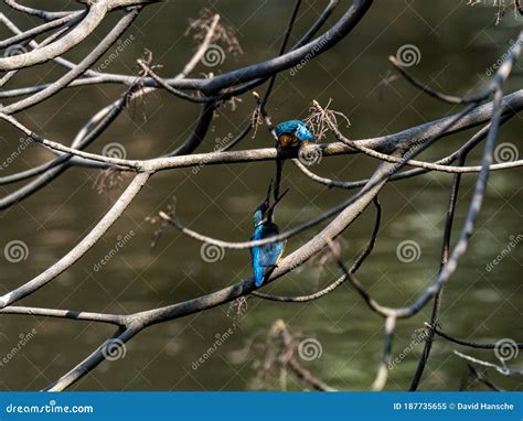 Pair Of Colorful Common Kingfisher Share A Fish 1 Stock Image Image