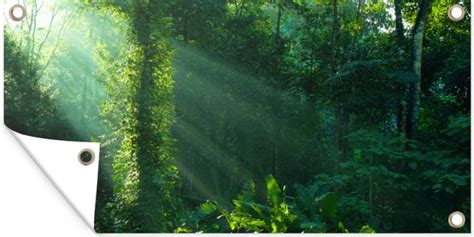 Schuttingposter Jungle Planten Zon Jongens Meisjes Kinderen