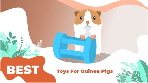 Safe Guinea Pig Chew Toys | Wow Blog