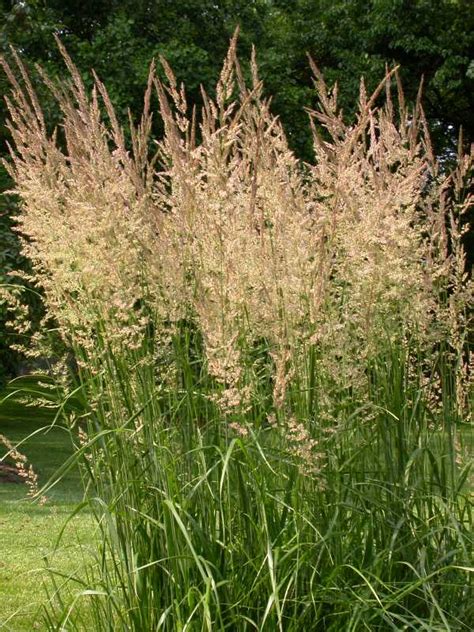 Plants And Flowers Calamagrostis X Acutiflora Karl Foerster