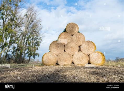 Straw Bales Stacked At The Edge Of The Field After Harvesting And