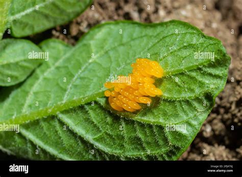 Colorado potato beetle eggs eat potato leaves, Leptinotarsa ...