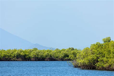 red mangrove foto stok potret gambar bebas royalti istock