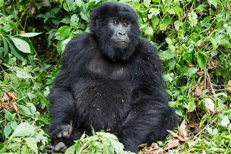 Nkuringo Gorilla Safaris From Kigali Eco Adventure Safaris