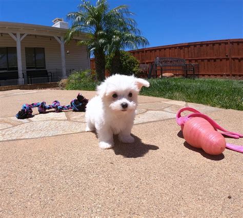 Derine Teacup Yorkie Breeders Teacup Yorkie Puppies For Sale