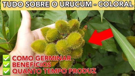 URUCUM ou COLORAU Como GERMINAR sementes BENEFÍCIOS e quanto TEMPO