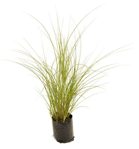 Miscanthus Gracillimus • Lifestyle Home Garden Online Store