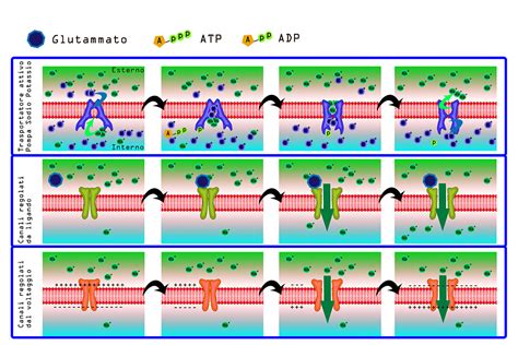 Quando membrane proteine e sali creano elettricità AIRInforma