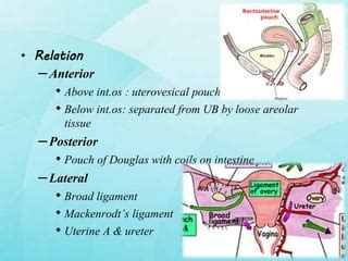Anatomy of female genitalia | PPTX