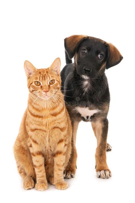 Vertical Shot Of A Domestic Cat And A Cute Black And Brown Dog On A