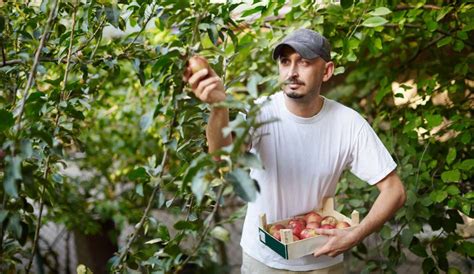 Ofertas de trabajo para cosecha de manzanas Postúlate Ahora